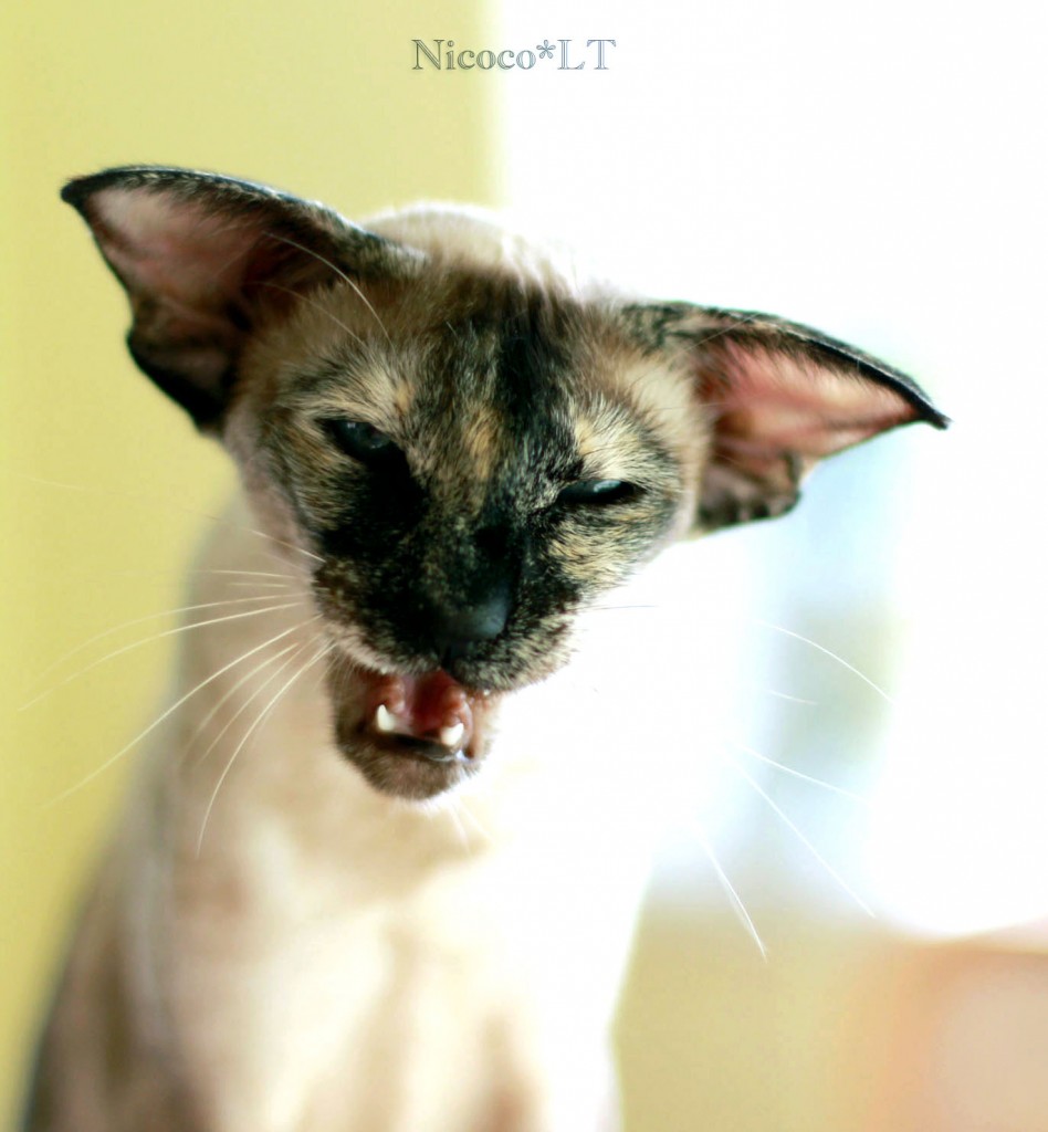 Nicoco*LT – nuotrauka 2 iš 6
