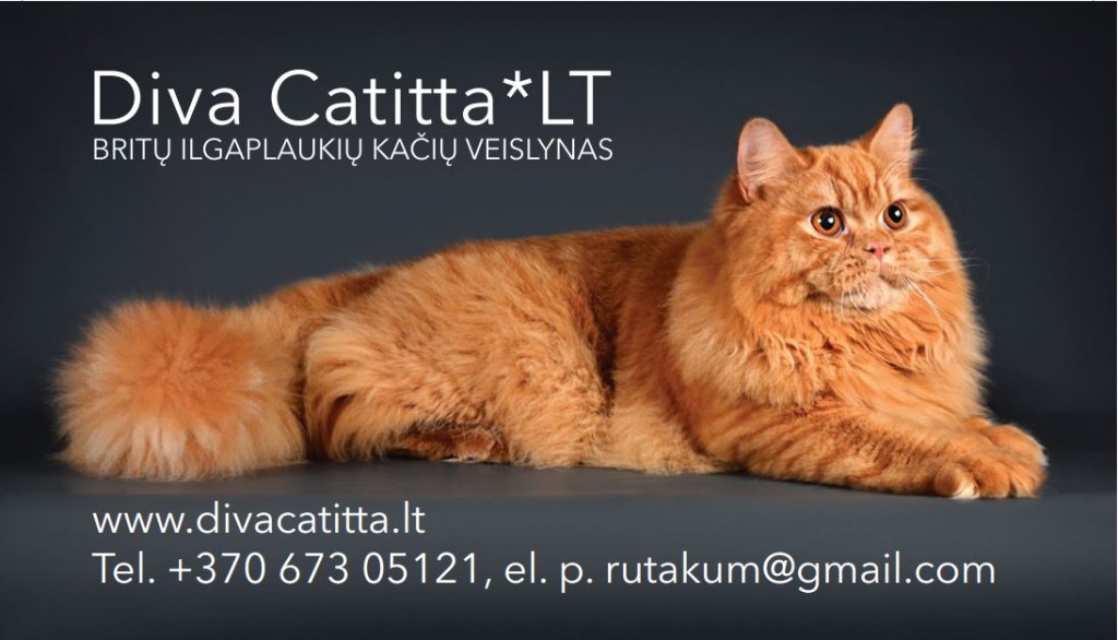 Diva Catitta*LT – nuotrauka 2 iš 9
