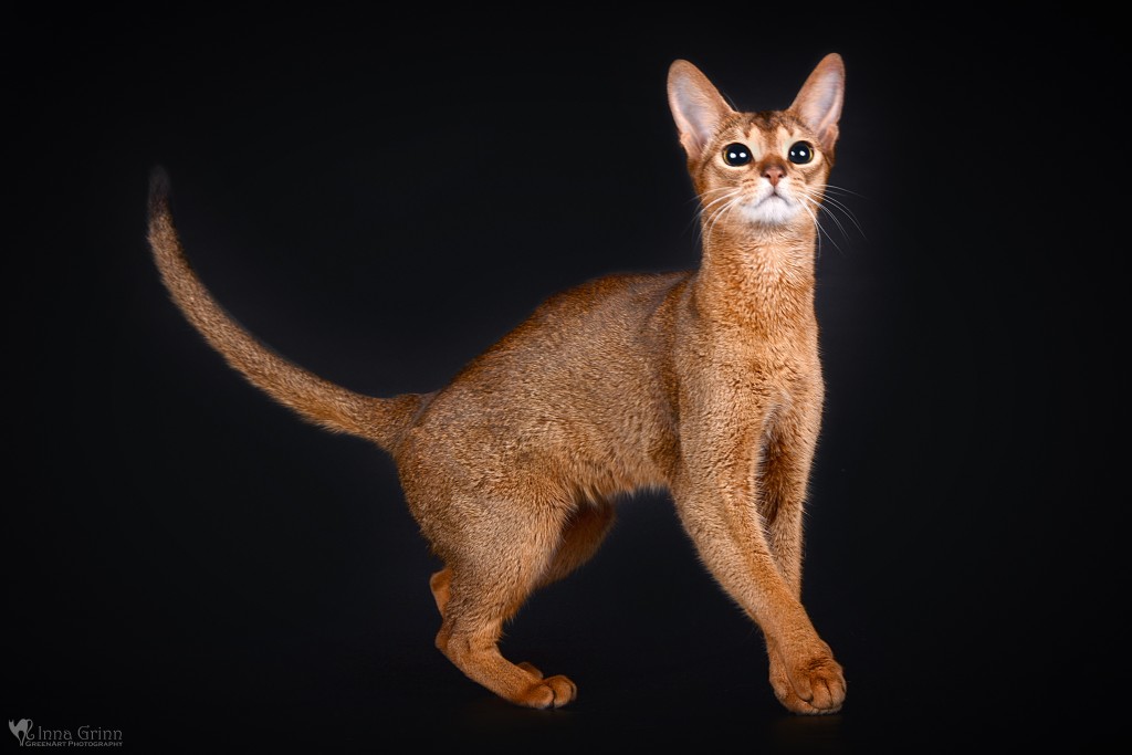 Mini Puma LT – nuotrauka 2 iš 4