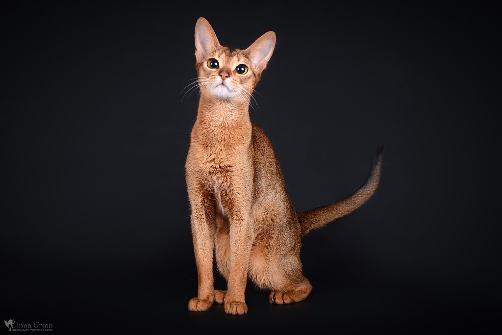 Mini Puma LT – nuotrauka 3 iš 4