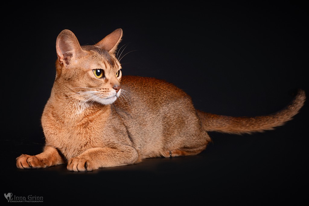 Mini Puma LT – nuotrauka 4 iš 4
