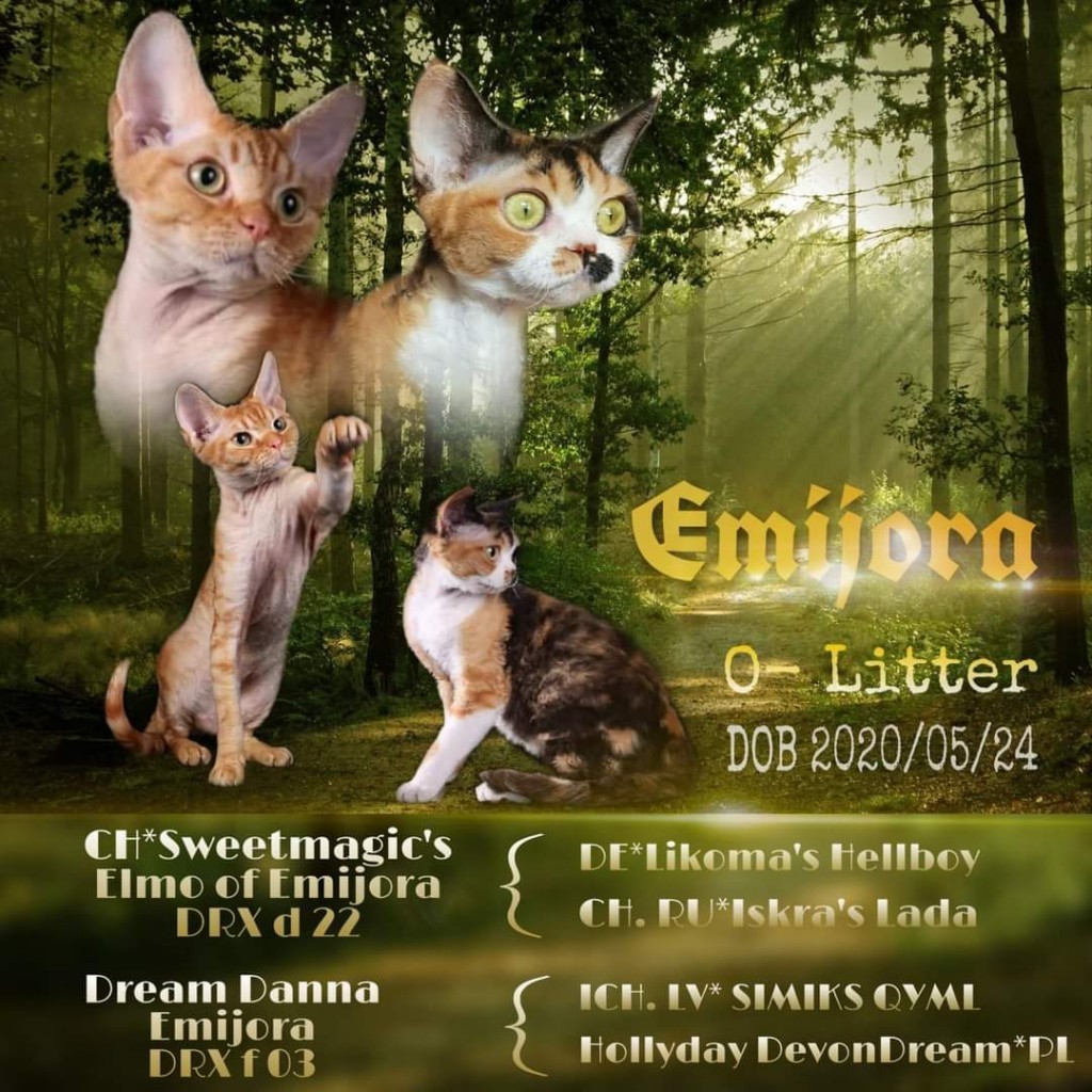 Emijora – nuotrauka 4 iš 7