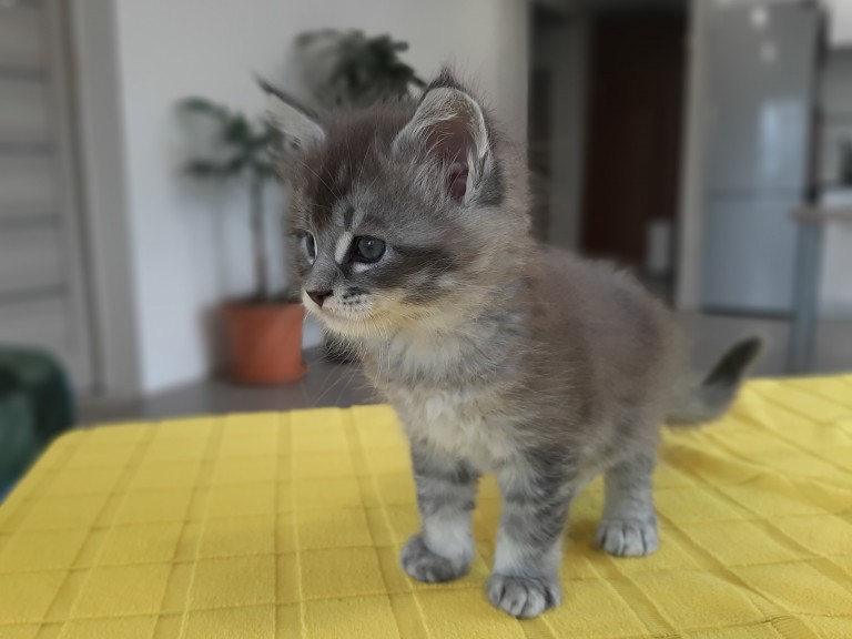 Meino meškėnai – veislyno Catgarden's nuotrauka