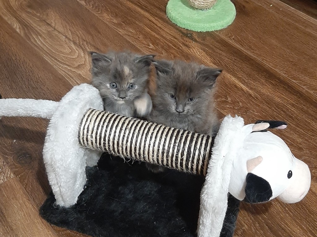 Meino meškėnai – veislyno Catgarden's nuotrauka